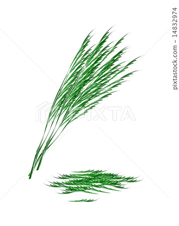 Fresh Green Acacia Pennata on White Background 14832974