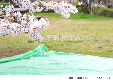 觀賞櫻花 觀賞櫻花 14832993