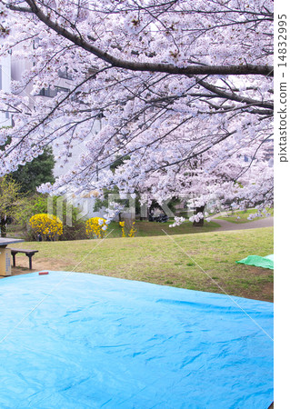 觀賞櫻花 觀賞櫻花 14832995