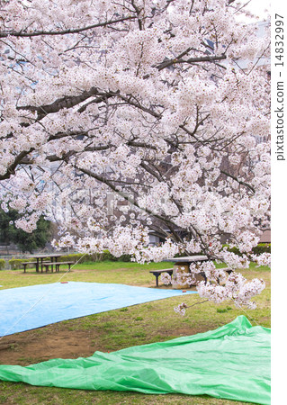 觀賞櫻花 觀賞櫻花 14832997