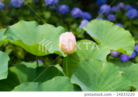 蓮花和繡球花 蓮花和繡球花 14833220