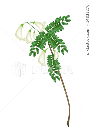 Fresh Vegetable Humming Bird on White Background 14833276