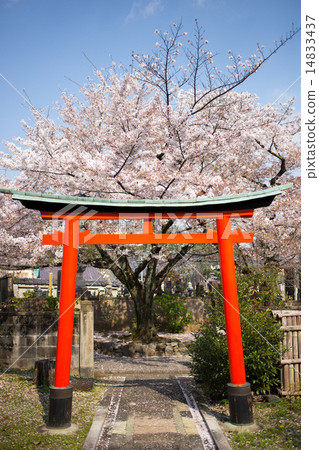 Elegant lotus temple, cherry blossoms in full bloom at Torii of delightful company 14833437