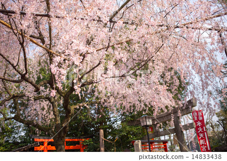 The fireworks Tenmangu Shrine, Beni shire rea cranes The canopy of the big trees 14833438