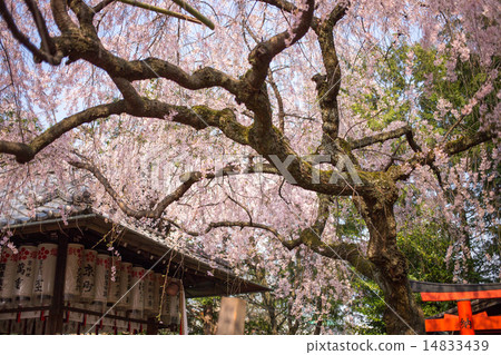 The fireworks Tenmangu Shrine, Benicidae rescueda and main shrine The fireworks Tenmangu Shrine, Benicidae rescueda and main shrine 14833439