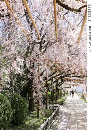Half-tree Road, Cherry Tunnel Half-tree Road, Cherry Tunnel 14833456