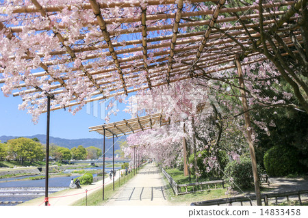 半樹路徑,鴨川和櫻花隧道 半樹路徑,鴨川和櫻花隧道 14833458