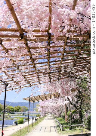 半樹路徑,鴨川和櫻花隧道 半樹路徑,鴨川和櫻花隧道 14833459