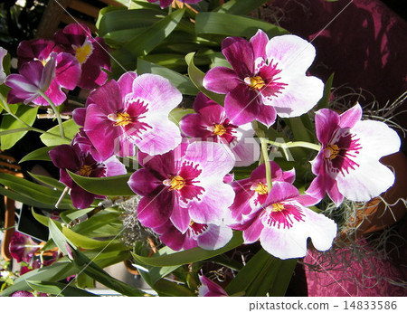 Washington Orchid Miltonia Kathy 2010 14833586