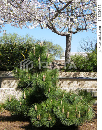 Washington Pine & Cherry Blossoms 2010 14833631