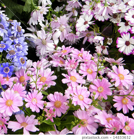 Washington Pink and other Daisies 2010 Washington Pink and other Daisies 2010 14833632