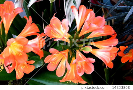 Washington Rhododendron Vireya 2010 Washington Rhododendron Vireya 2010 14833808