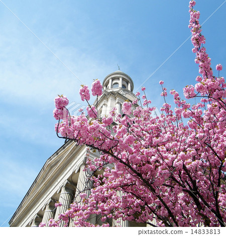 Washington Sakura & City Christian Church 2010 14833813