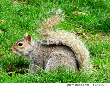Washington squirrel 2011 Washington squirrel 2011 14833865