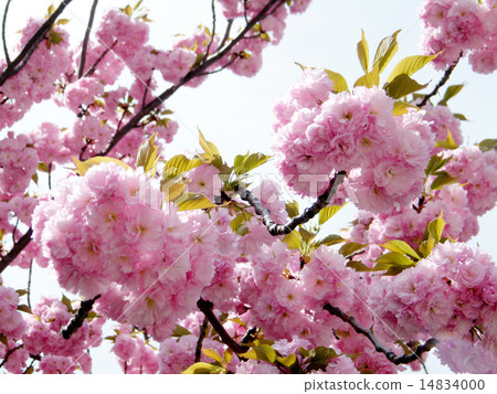 Washington The Sakura 2010 14834000