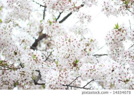 Cherry Blossoms	 Cherry Blossoms	 14834078