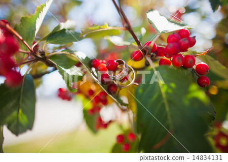 Wedding rings on the a tree with Rowan berries 14834131