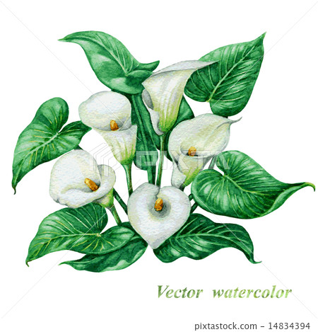 White  calla lilies bouquet 14834394