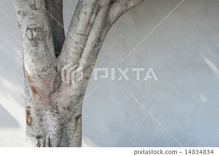 Tree trunk Tree trunk 14834834