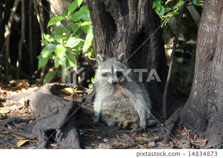 Raccoon in Forest 14834873