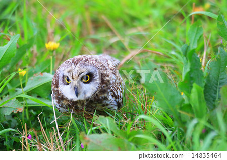 Bottoms and dandelions Bottoms and dandelions 14835464