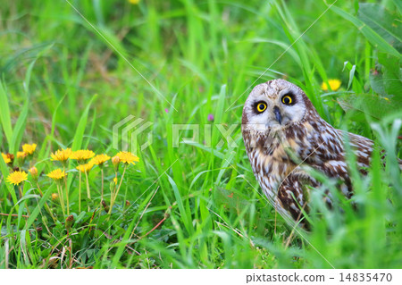 Bottoms and dandelions 14835470