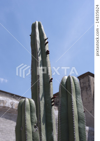 Cactus 14835624