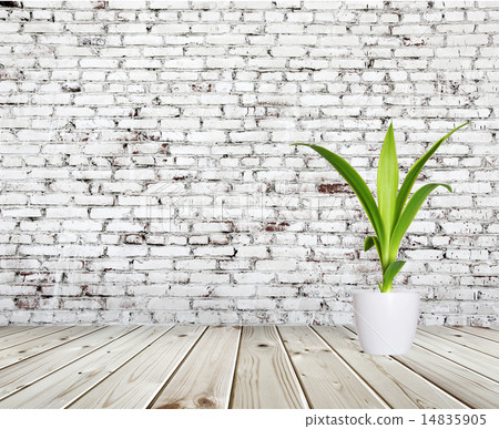 yang sprout of Yucca a potted near Old brick wall 14835905