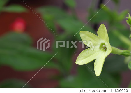 Nicotiana flowers and rain drops 14836000