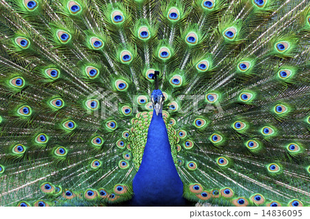 Blue symmetry 14836095
