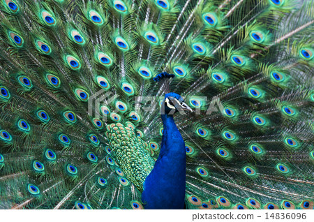 Peacock 14836096