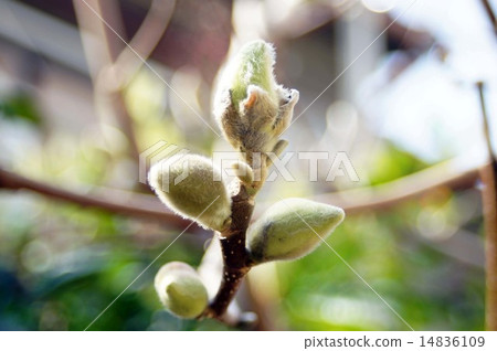 Magnolia bud that began to fray 14836109