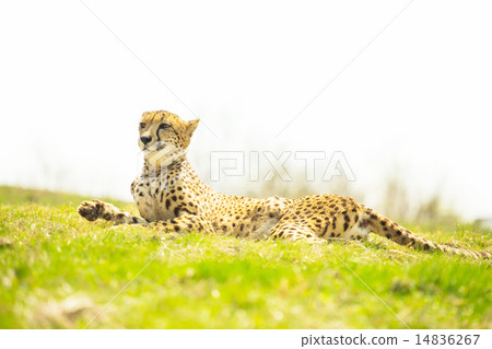 Prairie cheetah 14836267