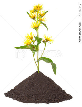 Medicinal plant. Elecampane (Inula helenium) Medicinal plant. Elecampane (Inula helenium) 14836447