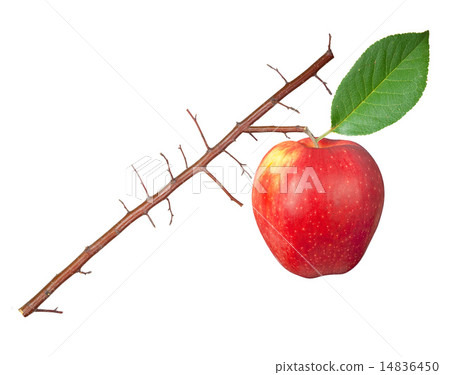 Dry branch with apple Dry branch with apple 14836450