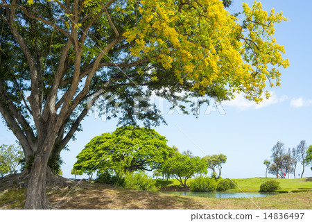 Shaded forest therapy 14836497