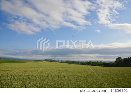 山景觀 14836591