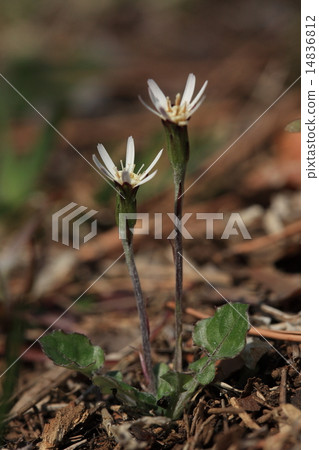 Natural plant Senbon Yari, although the name is strange, spring and autumn It is strange grass that blooms quite different flowers Natural plant Senbon Yari, although the name is strange, spring and autumn It is strange grass that blooms quite different flowers 14836812
