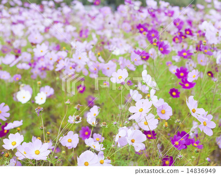 Cosmos Cosmos 14836949
