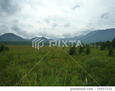 Senjogahara 14837232