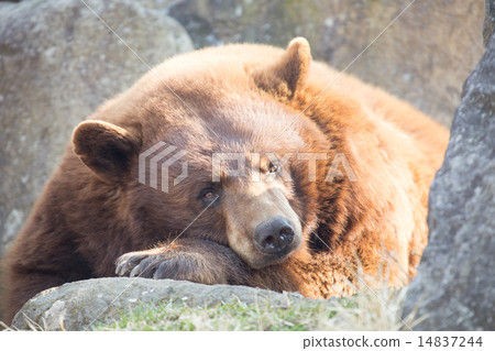 灰熊 灰熊 14837244