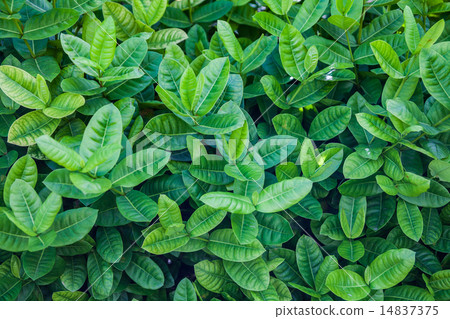Ixora or West Indian Jasmine Green Leaves 14837375