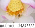 蜜蜂和蓮花 14837722