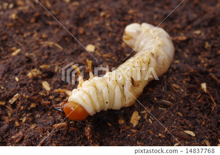 无毛的毛毛虫 首页 照片 爬行动物_昆虫_恐龙 昆虫_虫子 锹形虫 锯齿