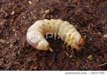 Saw lark of larch 14837769