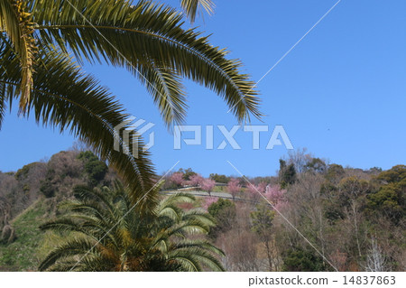 Spring Tokushima Botanical Garden Spring Tokushima Botanical Garden 14837863