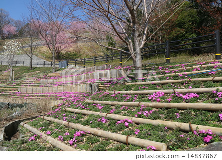 青苔樹花床 14837867