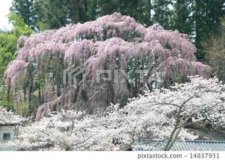 在Miharu Fukujuji哭泣的櫻花 14837931