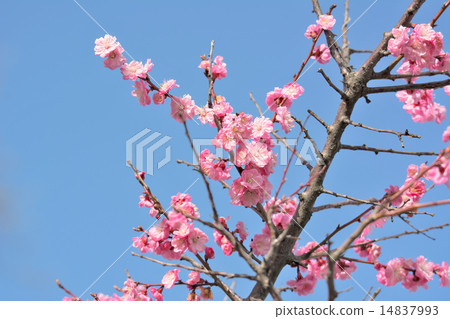 Kobai Kobai 14837993