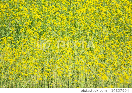 Rape blossoms Rape blossoms 14837994